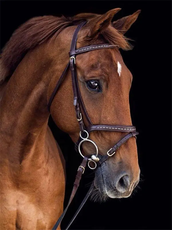 Horse Painting By Numbers