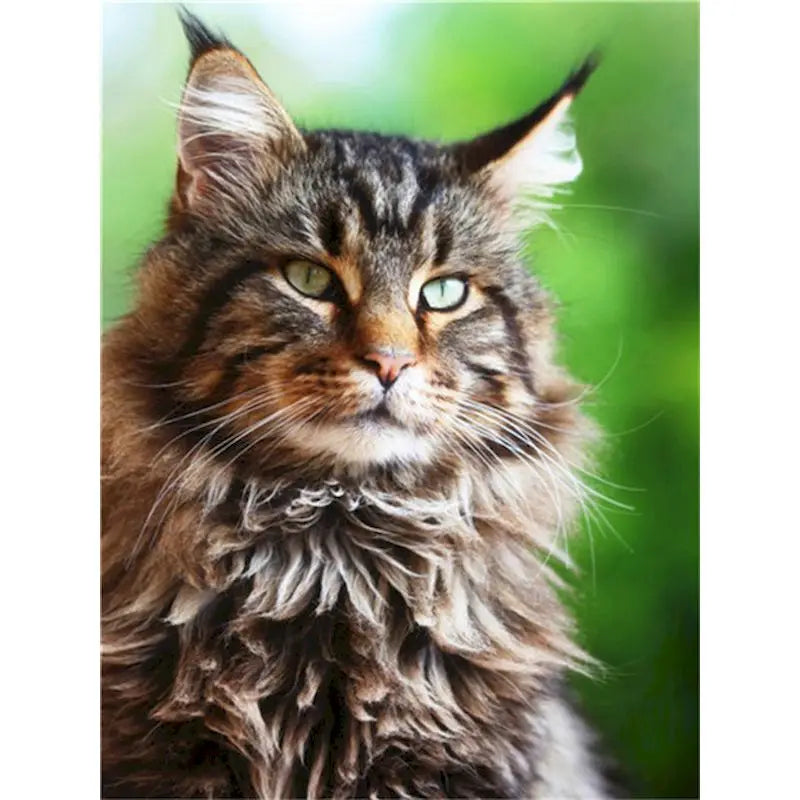 Cat Paint By Numbers